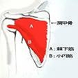棘下筋.jpg